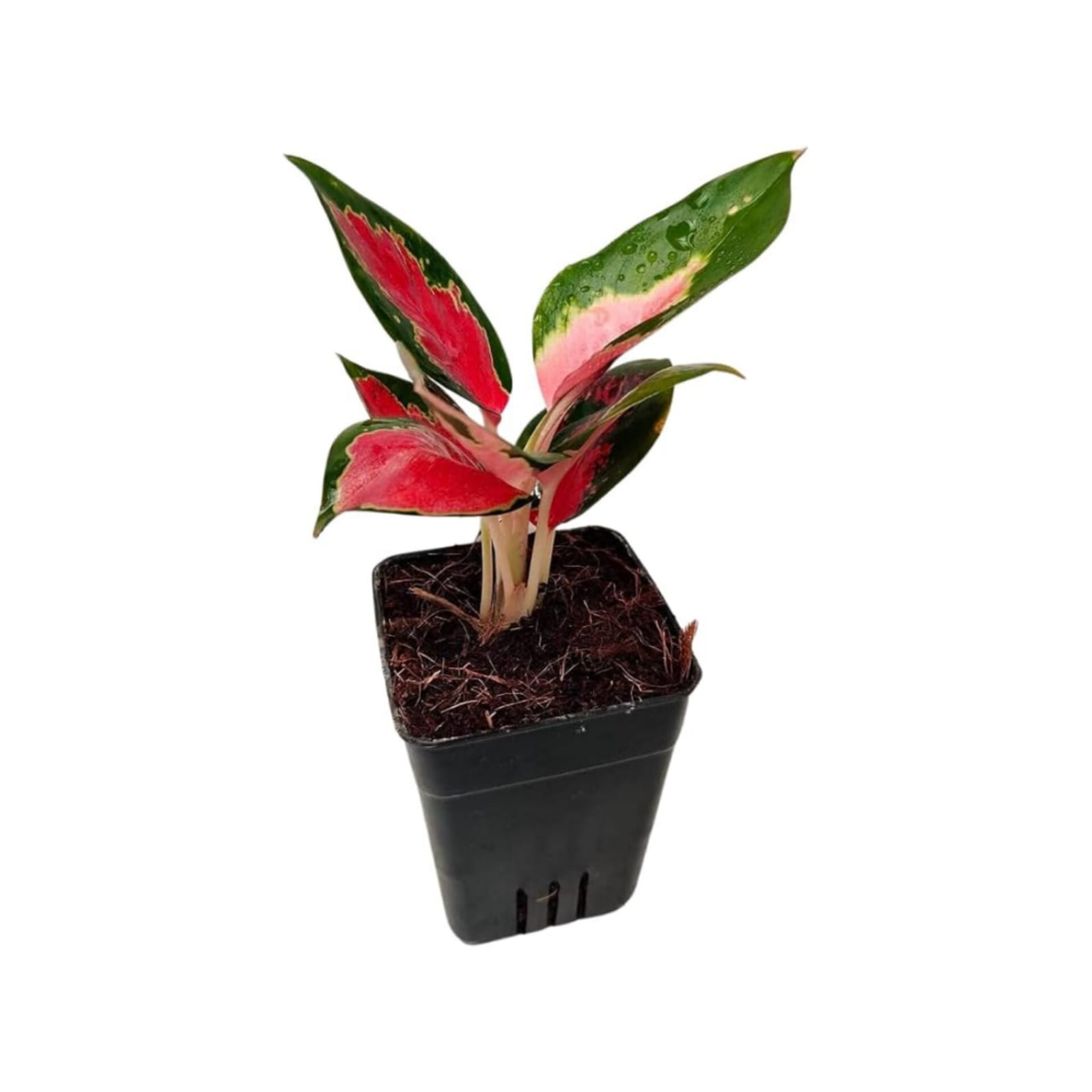 Super Red Aglaonema